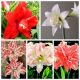 Hipeastrum - Amarylis o kwiatach pełnych - zestaw 5 odmian