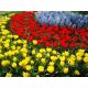 Zestaw tulipan żółty, tulipan czerwony i hiacynt niebieski - 45 szt.