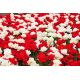 Zestaw tulipanów pełnych - białych i czerwonych - 50 szt.