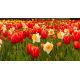 Zestaw tulipan czerwony i narcyz biały - 50 szt.