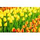 Zestaw tulipanów - żółty i morelowy z żółtą obwódką - 50 szt.