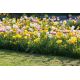 Zestaw tulipanów z narcyzem - tulipan biały, żółty, różowo-biały i narcyz biały - 60 szt.