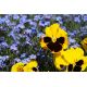 Bratek wielkokwiatowy + niezapominajka niebieska - zestaw 2 gatunków nasion kwiatów