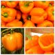 Papryka pomarańczowa - zestaw 3 odmian nasion warzyw
