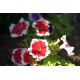 Petunia ogrodowa Iluzja - czerwona