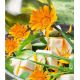 Kwiaty Jadalne - Nagietek lekarski - pomarańczowy