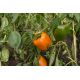 Papryka Lamia - słodka, pomarańczowa, do uprawy w tunelach i gruncie