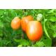 Pomidor Jokato - gruntowy, karłowy, pomarańczowy, średniowczesny, plenny