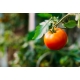 Pomidor Lolek - gruntowy, karłowy, pomarańczowy, bardzo późny, do długiego przechowywania