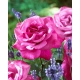 Róża wielkokwiatowa jasnoróżowa (fuksja) - sadzonka