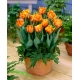 Tulipan Orange Princess - 5 szt.