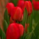 Tulipan czerwony - Red - 5 szt.