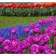 Zestaw tulipanów z szafirkiem - tulipan fioletowy, czerwony, pomarańczowy i szafirek niebieski - 50 szt.