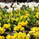 Tulipan biały i bratek wielkokwiatowy żółty - zestaw cebulek i nasion