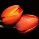 Tulipan pomarańczowy - Orange - duża paczka! - 50 szt.