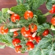 Mini ogród - Pomidor typu cherry - czerwony - do uprawy na balkonach i tarasach