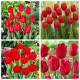 Bloody Mary - zestaw 4 odmian tulipanów czerwonych - 40 szt.