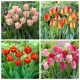 Happy Song - zestaw 4 odmian tulipanów - 40 szt.