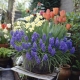 Szafirek, narcyz oraz tulipan - zestaw 3 gatunków roślin - 60 szt.