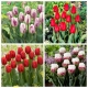 One Love - zestaw 4 odmian tulipanów - 40 szt.