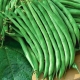 Fasola Jagusia - szparagowa, zielona z bordowymi nasionami