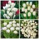 Anielskie skrzydła - zestaw tulipanów i krokusów w białym kolorze - 140 szt.