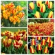 Zestaw tulipanów w kolorze żółto-czerwonym - 50 szt.