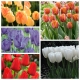 Zestaw tulipanów wysokich - 5 odmian - 50 szt.