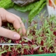 Microgreens - Burak liściowy - młode listki o unikalnym smaku