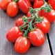 Pomidor Mieszko - gruntowy, karłowy, średniowczesny, plenny, polecany do uprawy towarowej