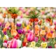 Zestaw - korona cesarska pomarańczowa i tulipan mieszanka - 18 szt.