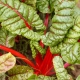 Burak liściowy Rhubarb Chard - czerwony
