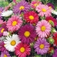 Aster - Madeleine - mieszanka o kwiatach pojedynczych