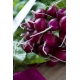 Rzodkiewka Viola - żywy, fioletowy kolor skórki