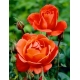 Róża wielkokwiatowa pomarańczowa - sadzonka