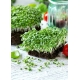 Microgreens - Bazylia właściwa zielona - młode listki o unikalnym smaku
