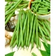 Fasola Delfina - szparagowa, zielona, do mrożenia i konserwowania