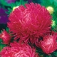 Aster igiełkowy Inga - wysoki, różowoczerwony