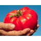 Pomidor Bawole Serce Oxheart - gruntowy Malinowy - 10 gram
