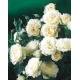 Róża rabatowa biała - sadzonka
