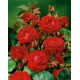 Róża rabatowa czerwona - sadzonka