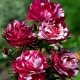 Róża wielkokwiatowa/rabatowa biała z bordowym nakrapianiem - sadzonka