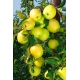 Jabłoń Golden Delicious - sadzonka XXL