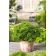 Mini ogród - Pietruszka naciowa o kędzierzawych liściach - do uprawy na balkonach i tarasach