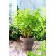 Mini ogród - Seler listkowy - do uprawy na balkonach i tarasach