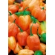 Papryka Habanero Orange - ostra, pomarańczowa