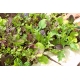 Mini ogród - Aromatyczne cięte listki - do uprawy na balkonach i tarasach