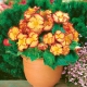 Begonia - Marginata Yellow - żółto-czerwona - 2 szt.