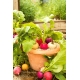 Domowy ogródek - Rzodkiewka - mieszanka różnych typów - do uprawy w domu i na balkonie