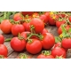 Pomidor Promyk - gruntowy